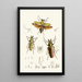 The Oriental Entomology Cabinet Pl XXIV - John Obadiah Westwood — framed artwork on a wall