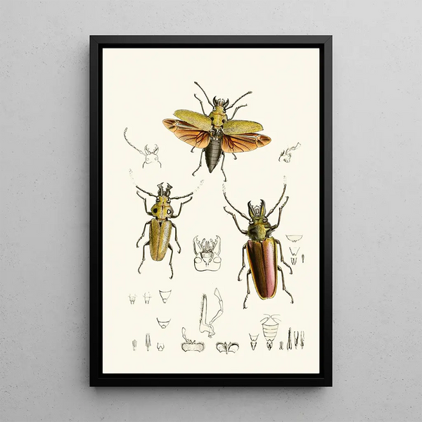 The Oriental Entomology Cabinet Pl XXIV - John Obadiah Westwood — framed artwork on a wall