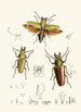 The Oriental Entomology Cabinet Pl XXIV - John Obadiah Westwood — artwork view