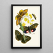 The Oriental Entomology Cabinet Pl XXIX - John Obadiah Westwood — framed artwork on a wall