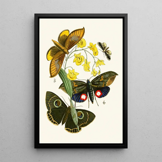 The Oriental Entomology Cabinet Pl XXIX - John Obadiah Westwood — framed artwork on a wall