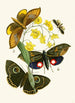 The Oriental Entomology Cabinet Pl XXIX - John Obadiah Westwood — artwork view