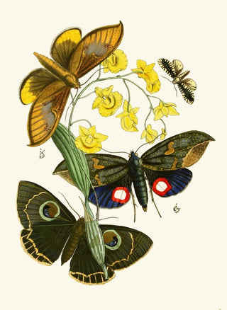 The Oriental Entomology Cabinet Pl XXIX - John Obadiah Westwood — artwork view