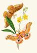 The Oriental Entomology Cabinet Pl XXI - John Obadiah Westwood — artwork view