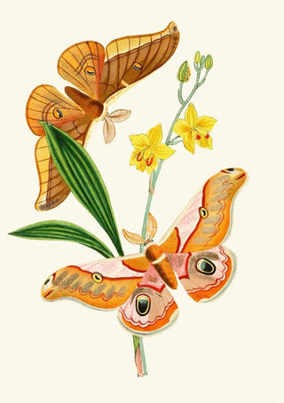 The Oriental Entomology Cabinet Pl XXI - John Obadiah Westwood — artwork view