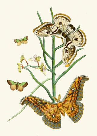 The Oriental Entomology Cabinet Pl XXV - John Obadiah Westwood — artwork view