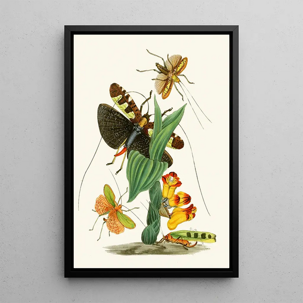 The Oriental Entomology Cabinet Pl XXVI - John Obadiah Westwood — framed artwork on a wall