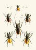 The Oriental Entomology Cabinet Pl XXVII - John Obadiah Westwood — artwork view