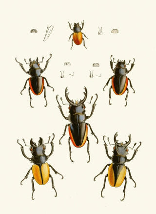 The Oriental Entomology Cabinet Pl XXVII - John Obadiah Westwood — artwork view