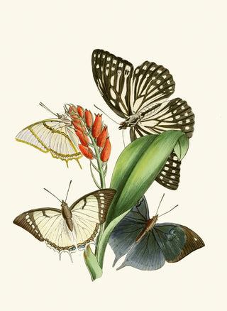 The Oriental Entomology Cabinet Pl XXVIII - John Obadiah Westwood — artwork view