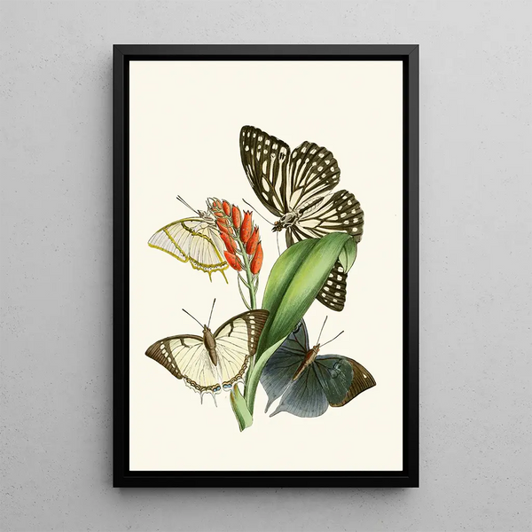 The Oriental Entomology Cabinet Pl XXVIII - John Obadiah Westwood — framed artwork on a wall