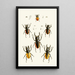 The Oriental Entomology Cabinet Pl XXVII - John Obadiah Westwood — framed artwork on a wall