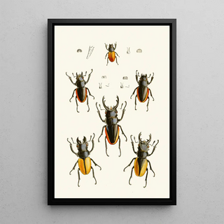 The Oriental Entomology Cabinet Pl XXVII - John Obadiah Westwood — framed artwork on a wall