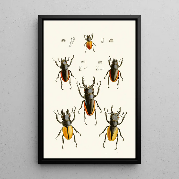 The Oriental Entomology Cabinet Pl XXVII - John Obadiah Westwood — framed artwork on a wall
