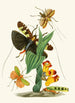 The Oriental Entomology Cabinet Pl XXVI - John Obadiah Westwood — artwork view