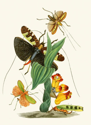 The Oriental Entomology Cabinet Pl XXVI - John Obadiah Westwood — artwork view