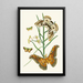 The Oriental Entomology Cabinet Pl XXV - John Obadiah Westwood — framed artwork on a wall