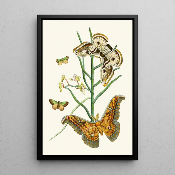 The Oriental Entomology Cabinet Pl XXV - John Obadiah Westwood — framed artwork on a wall