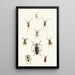 The Oriental Entomology Cabinet Pl XXX - John Obadiah Westwood — framed artwork on a wall