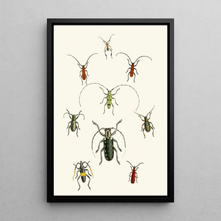 The Oriental Entomology Cabinet Pl XXX - John Obadiah Westwood — framed artwork on a wall