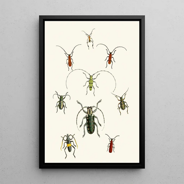 The Oriental Entomology Cabinet Pl XXX - John Obadiah Westwood — framed artwork on a wall
