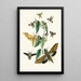 The Oriental Entomology Cabinet Pl XXXI - John Obadiah Westwood — framed artwork on a wall
