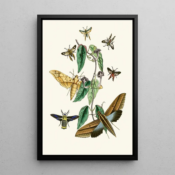 The Oriental Entomology Cabinet Pl XXXI - John Obadiah Westwood — framed artwork on a wall