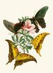 The Oriental Entomology Cabinet Pl XXXII - John Obadiah Westwood — artwork view