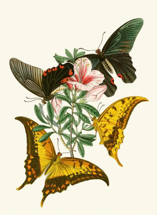 The Oriental Entomology Cabinet Pl XXXII - John Obadiah Westwood — artwork view