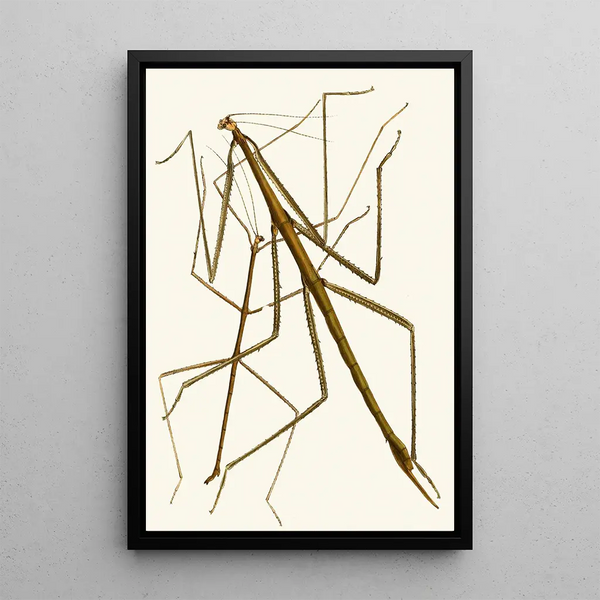 The Oriental Entomology Cabinet Pl XXXIII - John Obadiah Westwood — framed artwork on a wall