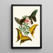 The Oriental Entomology Cabinet Pl XXXII - John Obadiah Westwood — framed artwork on a wall