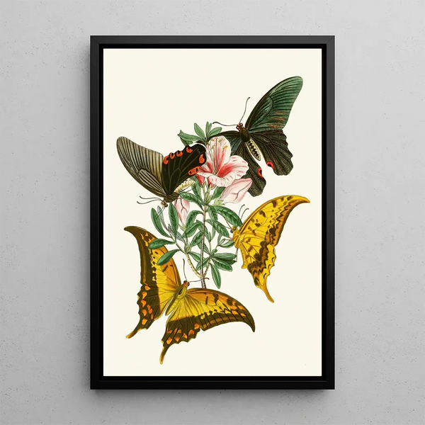 The Oriental Entomology Cabinet Pl XXXII - John Obadiah Westwood — framed artwork on a wall