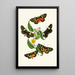 The Oriental Entomology Cabinet Pl XXXIV - John Obadiah Westwood — framed artwork on a wall