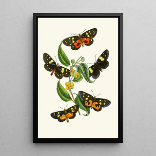 The Oriental Entomology Cabinet Pl XXXIV - John Obadiah Westwood — framed artwork on a wall