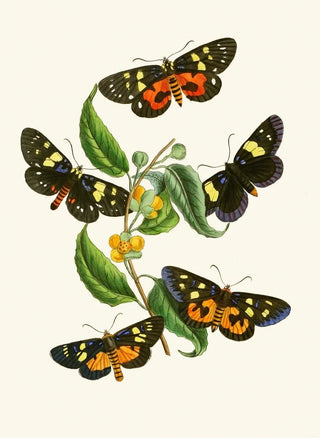 The Oriental Entomology Cabinet Pl XXXIV - John Obadiah Westwood — artwork view