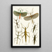 The Oriental Entomology Cabinet Pl XXXIX - John Obadiah Westwood — framed artwork on a wall