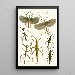 The Oriental Entomology Cabinet Pl XXXIX - John Obadiah Westwood — framed artwork on a wall