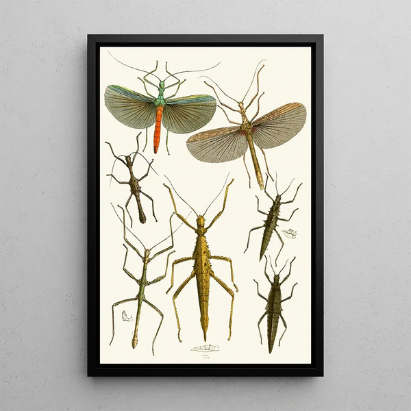 The Oriental Entomology Cabinet Pl XXXIX - John Obadiah Westwood — framed artwork on a wall