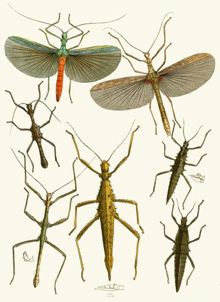 The Oriental Entomology Cabinet Pl XXXIX - John Obadiah Westwood — artwork view