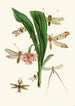 The Oriental Entomology Cabinet Pl XXXV - John Obadiah Westwood — artwork view