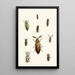 The Oriental Entomology Cabinet Pl XXXVI - John Obadiah Westwood — framed artwork on a wall