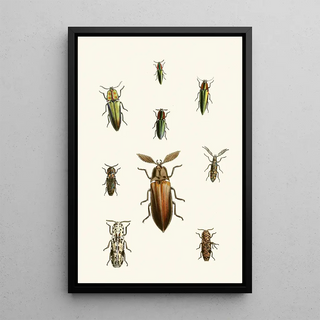 The Oriental Entomology Cabinet Pl XXXVI - John Obadiah Westwood — framed artwork on a wall