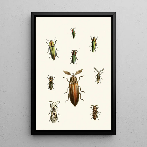 The Oriental Entomology Cabinet Pl XXXVI - John Obadiah Westwood — framed artwork on a wall