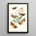 The Oriental Entomology Cabinet Pl XXXVII - John Obadiah Westwood — framed artwork on a wall