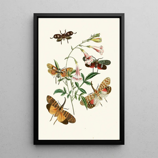 The Oriental Entomology Cabinet Pl XXXVII - John Obadiah Westwood — framed artwork on a wall