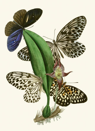 The Oriental Entomology Cabinet Pl XXXVIII - John Obadiah Westwood — artwork view