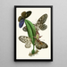 The Oriental Entomology Cabinet Pl XXXVIII - John Obadiah Westwood — framed artwork on a wall