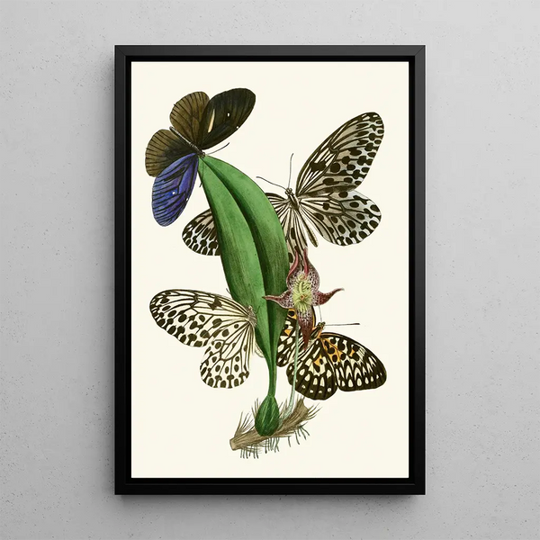 The Oriental Entomology Cabinet Pl XXXVIII - John Obadiah Westwood — framed artwork on a wall