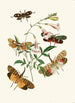 The Oriental Entomology Cabinet Pl XXXVII - John Obadiah Westwood — artwork view