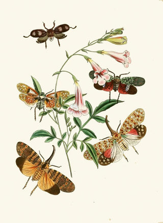The Oriental Entomology Cabinet Pl XXXVII - John Obadiah Westwood — artwork view